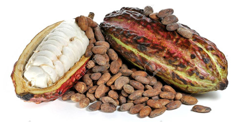cacao